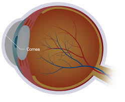 Image result for cornea
