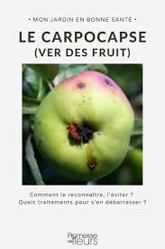 Le Carpocapse Des Fruitiers Fruitier Maladie Pommier Jardin Fruitier
