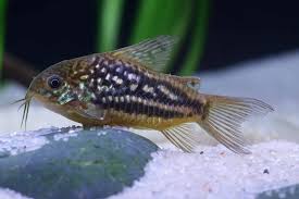 Definition from wiktionary, the free dictionary. Welse Schnappen Nach Luft Warum My Fish Aus Freude An Der Aquaristik
