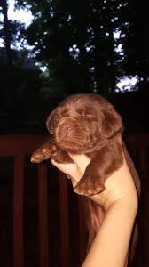Puppies and dogs in georgia. Labrador Retriever Puppy Dog For Sale In Jasper Georgia