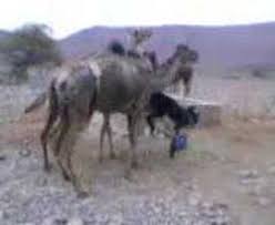 Mobile phone footage showed camel kick up its legs and hurl boy off its hump. Donkey Kicking Camels Youtube