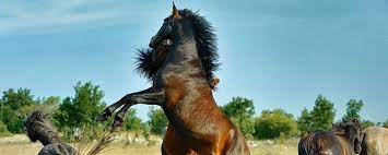 Day Hike To The Top Of Cabulja And Through The Territory Of The Wild Horses Near Mostar 1 Day Trip Certified Leader