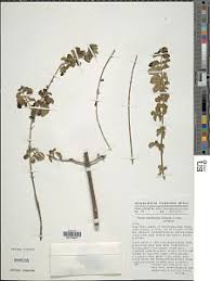 Image result for Tinnea aethiopica