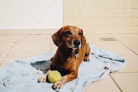 If you have discussed with the vet the use of essential oils on your dog, you can mix 10 ounces of water, 1 tablespoon of castile soap, 2 drops of lavender essential oil, and 2 ounces of aloe vera gel. Puppys First Bath Age Tips