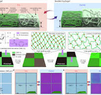 Chemically and geometrically programmable photoreactive ...