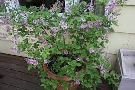 Check spelling or type a new query. Pin On Gardening Container