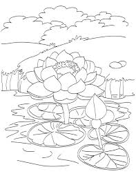 Blooming Lotus In Pond Coloring Page Download Free Blooming Lotus In Pond Coloring Page For Coloring Pages Cute Coloring Pages Animal Coloring Pages