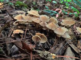 Image result for Strombosiopsis