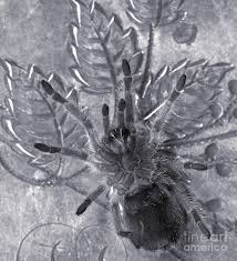 Tarantulas are a very cool exotic pet. Pet Rose Hair Tarantula On Antique Silverplate Photograph By Janeen Wassink Searles
