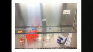 Techniques De Laboratoire Culture De Tissus Hotte A Flux Laminaire