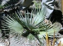 Image result for Sebaea brachyphylla