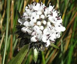 Image result for Dipsacus pinnatifidus