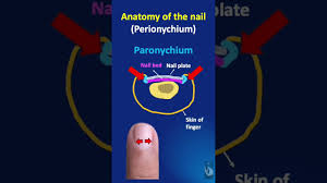 Image result for paronychium