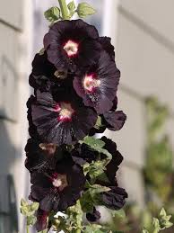 Image result for Alcea rosea