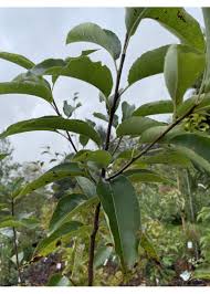 Image result for Prunus serotina