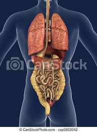 3d illustration showing organs of digestive system with highlighted pancreatic gland, view from back ribs with nerves posterior view. Internal Organs Back View 3d Render Of The Internal Organs As Seen From The Back With A Silhouette Of The Body Canstock