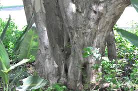 Image result for Cordia afra