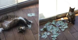 Check spelling or type a new query. White Wolf Cash Grabbing Kitty Stealing Money From Strangers And Giving It To Homeless