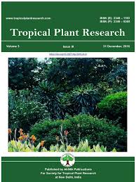 Image result for Hypoxis sp. A (as per FZ 12-3)