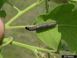 Image result for Tridactyle virgula