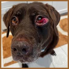 ⬅️ BEFORE and AFTER ➡️ Gracie traveled to us all the way from Dallas, TX  for a complicated procedure to remove a large tumor adjacent to her left eye.  The first and