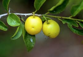 Image result for Ximenia americana