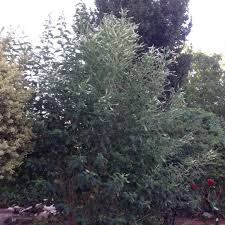 Image result for Lannea virgata