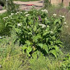 Image result for Parthenium