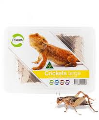 Country leagues such as psl, ipl. Pisces Live Crickets Large Bulk Approx 1000 Stefmar Pet Care
