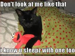Funny Pictures Funny Cat Pictures With Captions Cat Pictures With Captions Funny Cat Pictures Funny Cat Captions Cat Quotes Funny