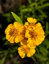 Image result for Ozoroa nigricans