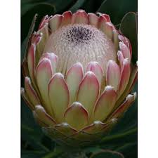 Image result for Protea argyrea