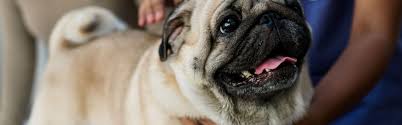 We rushed him to caldwell pet hospital because they were the only ones who attend him in such short notice. Companion Animal Hospital L Veterinarian Knoxville Tn Fountain City Tn