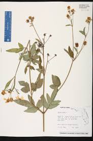 Image result for Bidens sp.no.1