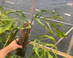 Image result for Bulbostylis filamentosa