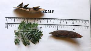 Image result for Acacia luederitzii