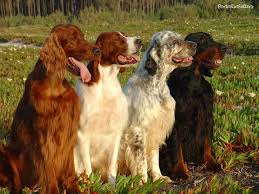 Check out our lisa parker selection for the very best in unique or custom, handmade pieces from our prints shops. Portoriosetter Gallery August 25 2011 Found On Facebook Beautiful Dogs Irish Setter Red And White Setter