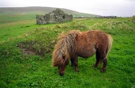 What is the life span of a shetland pony? 11 Interesting Facts You Didn T Know About The Shetland Pony Horse Spirit