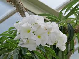 Image result for Strophanthus sarmentosus