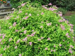 Arbusto di taglia media di forma spirea x arguta a fiori bianchi è una delle più belle fioriture del giardino primaverile. Spirea Del Giappone Spiraea Japonica Spiraea Japonica Piante Da Giardino Spirea Del Giappone Spiraea Japonica Arbusti