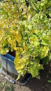 The yellow part grows until entire leaves drop, leaving fruit overexposed to the sun. Tomato Plant Leaves Turning Yellow Purple