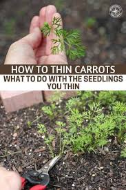 Maybe you would like to learn more about one of these? How To Thin Carrots And What To Do With The Seedlings You Thin This Article In Particula Fall Garden Vegetables Planting Carrots Seeds How To Plant Carrots