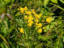 Image result for Rytigynia acuminatissima