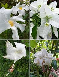 To compensate for the lack of brilliant colors (as often seen in tropical flowers), many white tropical flowers have developed a unique characteristic: Planting A Garden With All White Tropical Flowers See Photos Dengarden