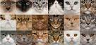 Les races de chat en vido avec chat -
