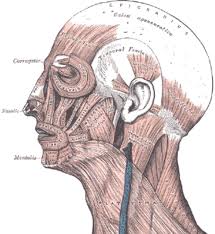 Start studying head, neck, face muscles. Muscles Of The Head Face And Neck 38 Download Scientific Diagram