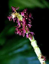 Image result for Rhipidoglossum densiflorum