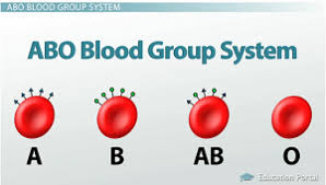 Blood Types Abo System Red Blood Cell Antigens Blood