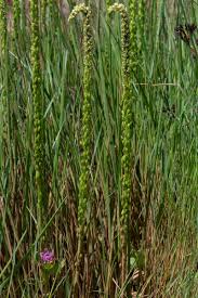 Image result for Triglochin