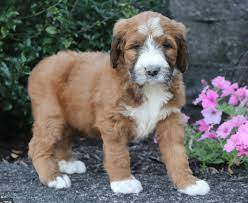 We have a litter of saint berdoodle puppies. Saint Bernard Poodle Mix Puppies Ideal Family Dogs